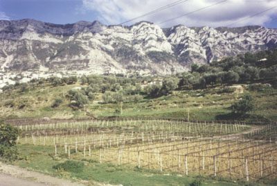 vineyard